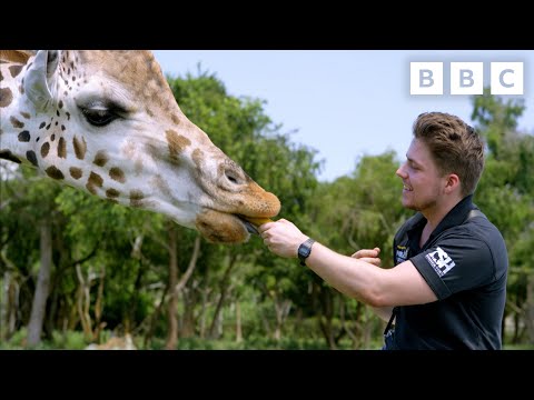 One Zoo Three NEW Episodes Streaming NOW BBC iPlayer! 🦁 | CBBC